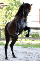 Vente de cheval : Promesa du Corval
