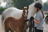 Vente de poney
