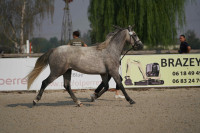 Vente de poney