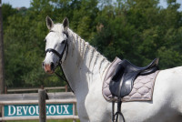 Vente de cheval : Intimo