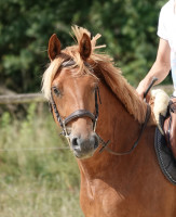 Vente de poney