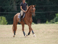 Vente de cheval : Finest Gold