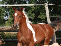 Vente de cheval : Qondor du Bihalais