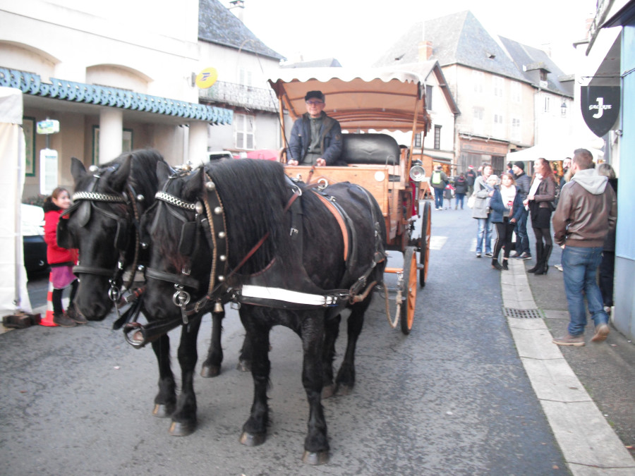 Vente de cheval : Filou et Fleuron