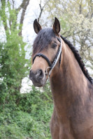 Vente de cheval : Fiador 