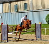 Vente de cheval : French Kiss de mys