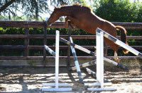 Vente de poney