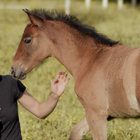 Vente de cheval : Primera de Regne