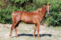 Vente de cheval : Oscar de Glane