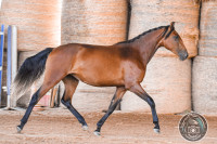 Vente de cheval : Tanais de Cenves 