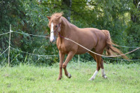 Vente de cheval : Joy love blue 