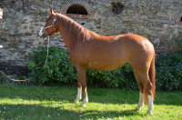 Vente de cheval : NEEPAWA ROCO PAGE