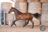 Vente de cheval : Tanais de Cenves