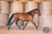 Vente de cheval : Tia de Cenves 