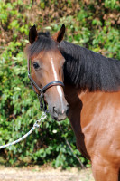 Vente de cheval : Olabelle 