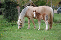 Vente de poney