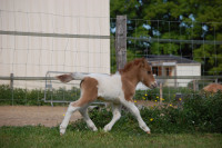Vente de poney
