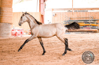Vente de cheval : Unico de Cenves 