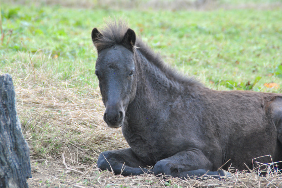Vente de poney