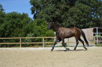 Vente de cheval : Jument noire