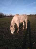 Vente de cheval : HYALITE