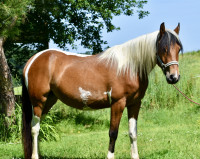 Vente de poney