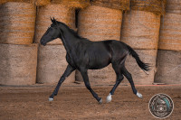 Vente de cheval : Nils de cenves 
