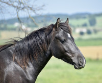 Vente de poney