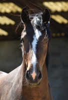 Vente de cheval : Jess de l'Etang Laly