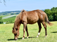 Vente de poney