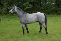 Vente de poney