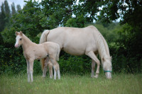 Vente de poney