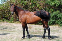 Vente de cheval : Urabella de Glane