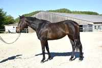 Vente de cheval : Showtime