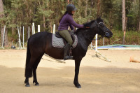 Vente de poney