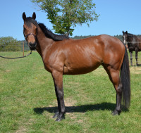 Vente de cheval : Dream Test