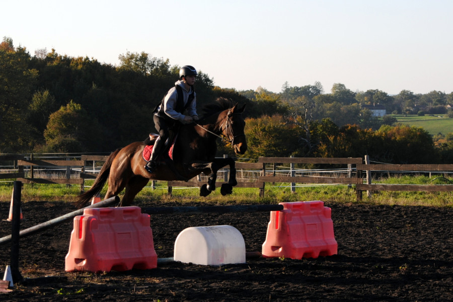 Vente de cheval : Ninarisk 