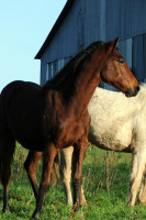 Vente de cheval : Oliver