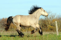 Vente de cheval : Onslo