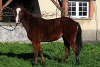 Vente de cheval : Opale du Chatelet