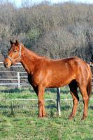 Vente de cheval : Leptinella