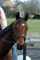 Vente de cheval : King Love Beaulieu