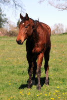 Vente de cheval : King Love