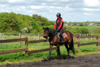 Vente de cheval : Nasilia Berry