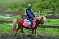 Vente de poney
