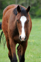 Vente de cheval : Opale du Chatelet 