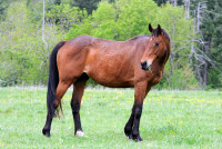 Vente de cheval : Star Lord