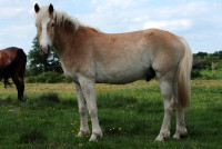 Vente de cheval : Orlando