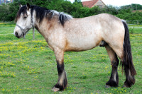 Vente de cheval : Onslo