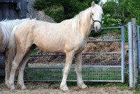 Vente de cheval : Oniix